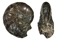 Salfeldiella guettardi